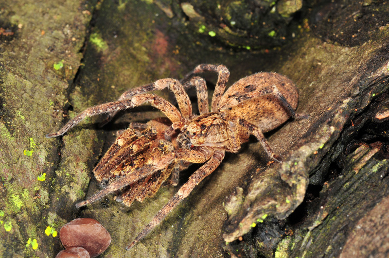 Zoropsis sp.